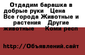 Отдадим барашка в добрые руки › Цена ­ 1 - Все города Животные и растения » Другие животные   . Коми респ.